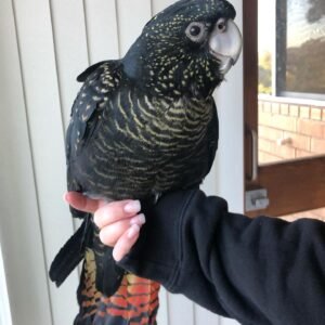 Major Mitchells Cockatoo Parrots for Sale