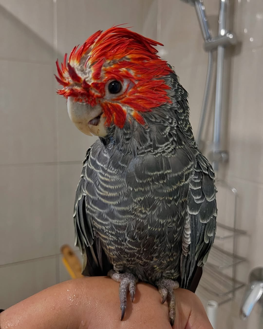 Cockatoos for sale near me Canada