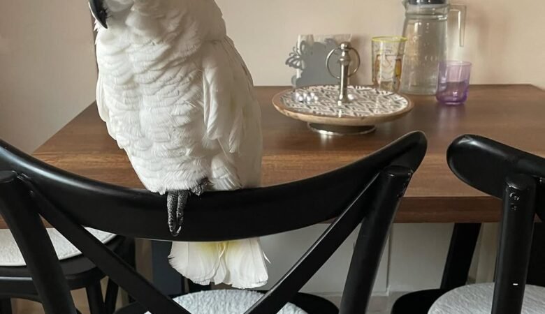 Cockatoos for sale near me Massachusetts