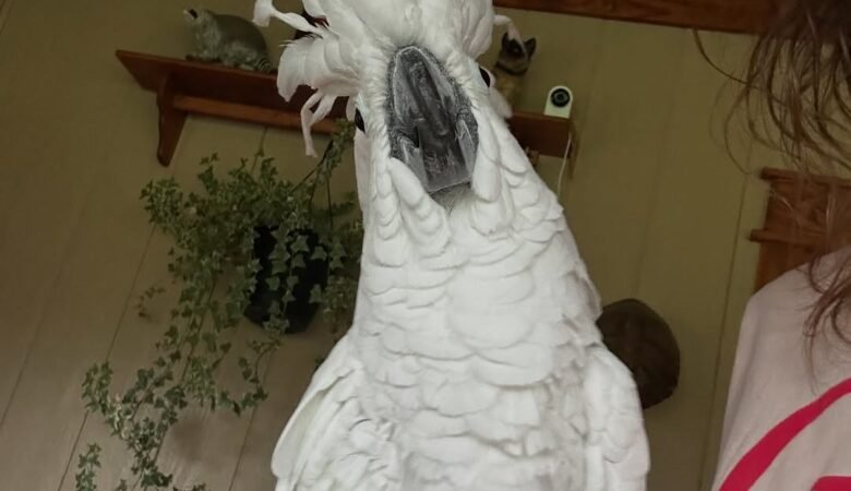 Cockatoos for sale near me North Dakota