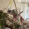 cockatoo for sale near me