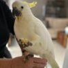 cockatoo for sale near me