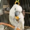cockatoo for sale ireland