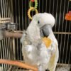 cockatoo for sale ireland