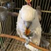 cockatoo for sale ireland