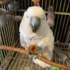 cockatoo for sale ireland