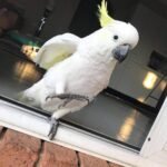 cockatoo for sale near me