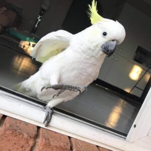 cockatoo for sale near me