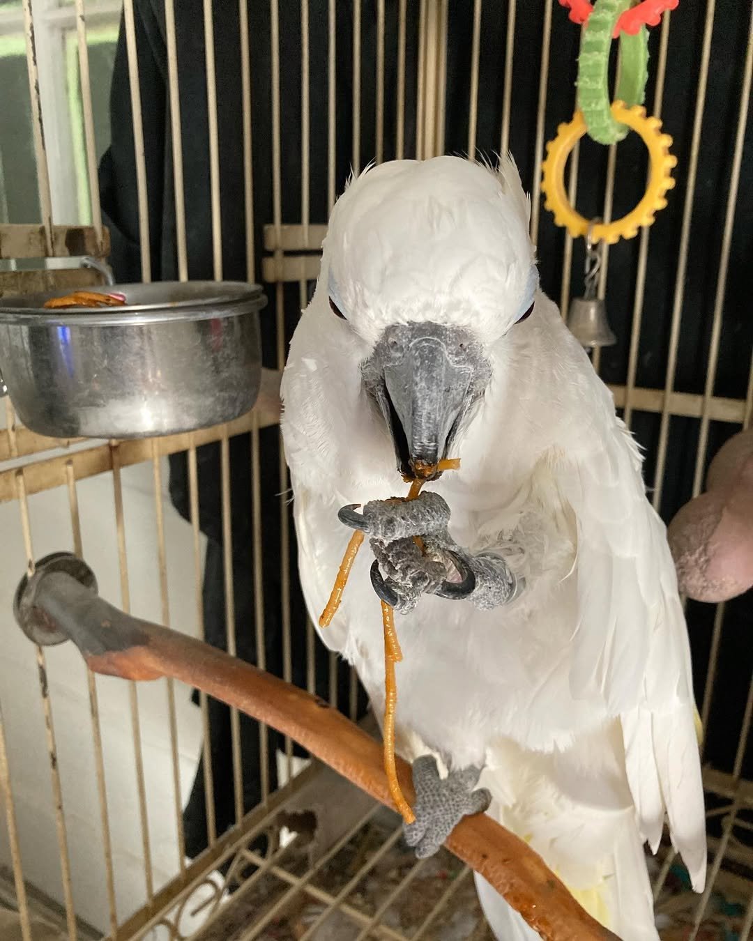 cockatoo for sale ireland