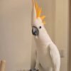 white cockatoo for sale near me