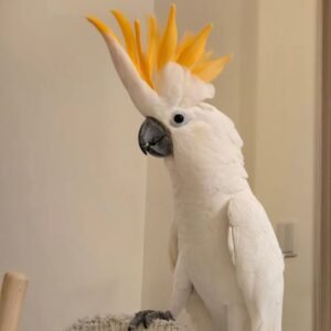 white cockatoo for sale near me