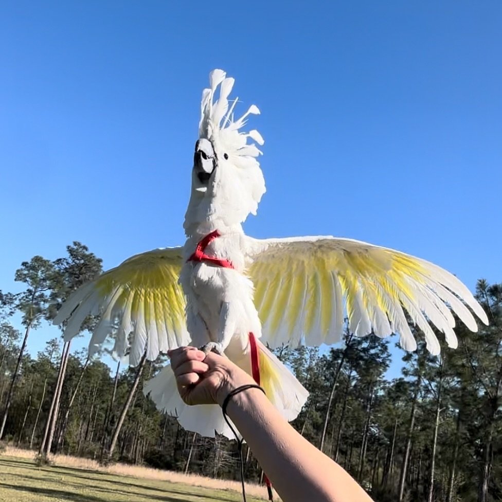Cockatoo parrots for sale in Kāpiti Coast District