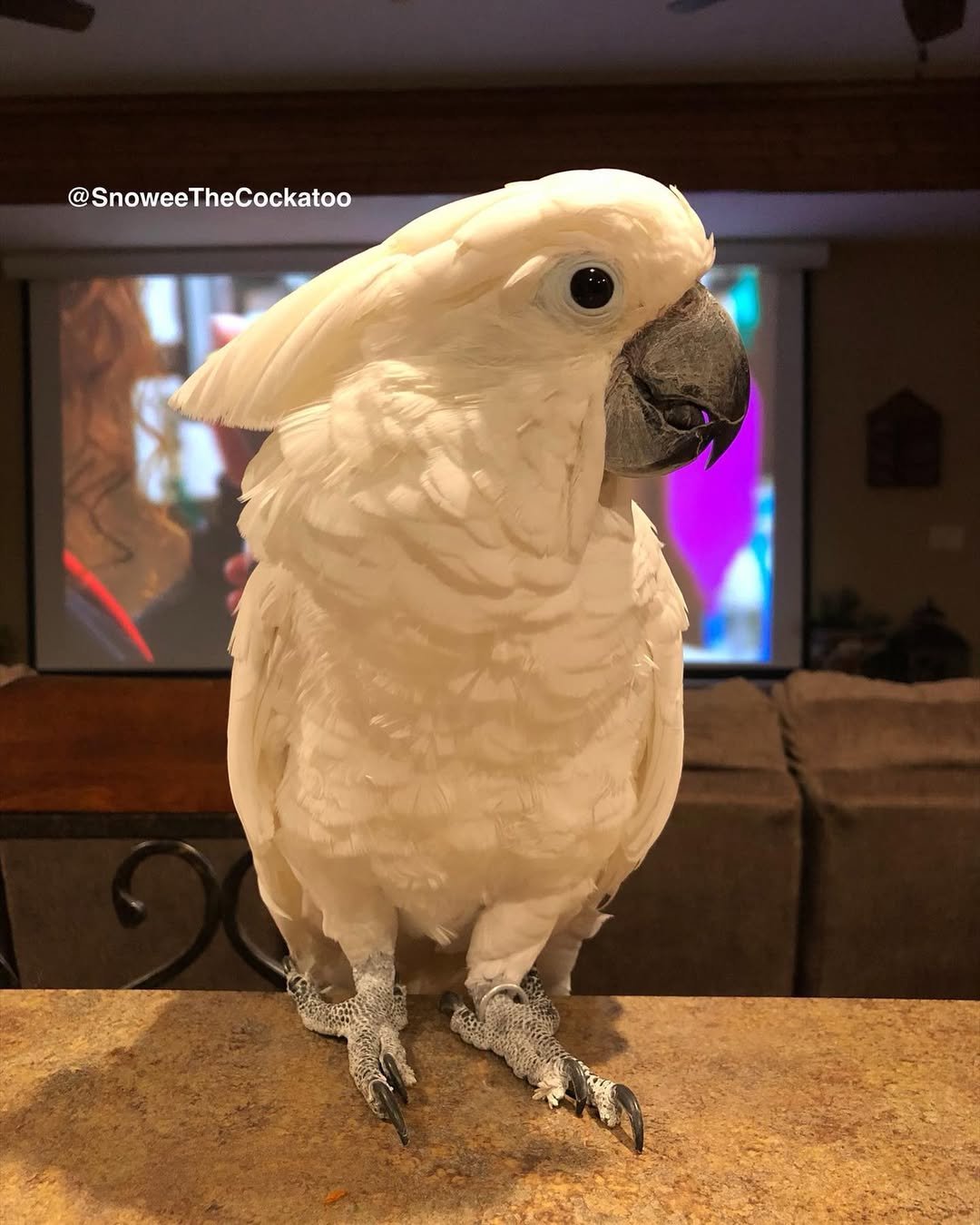 Cockatoo parrots for sale in Western Bay of Plenty District