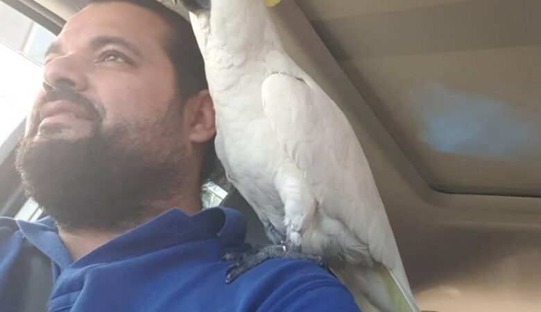 Galah Cockatoo parrots for sale in Connecticut