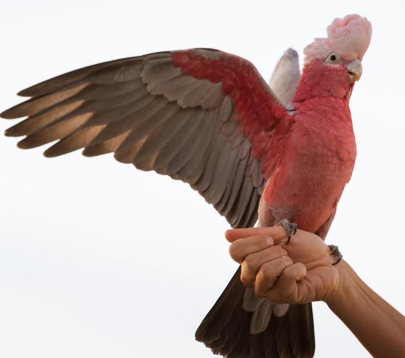 Cockatoo Parrots For Sale in Antrim