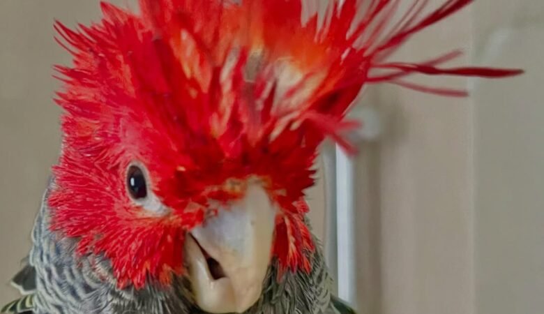 Cockatoo Parrots For Sale in Armagh, Ulster