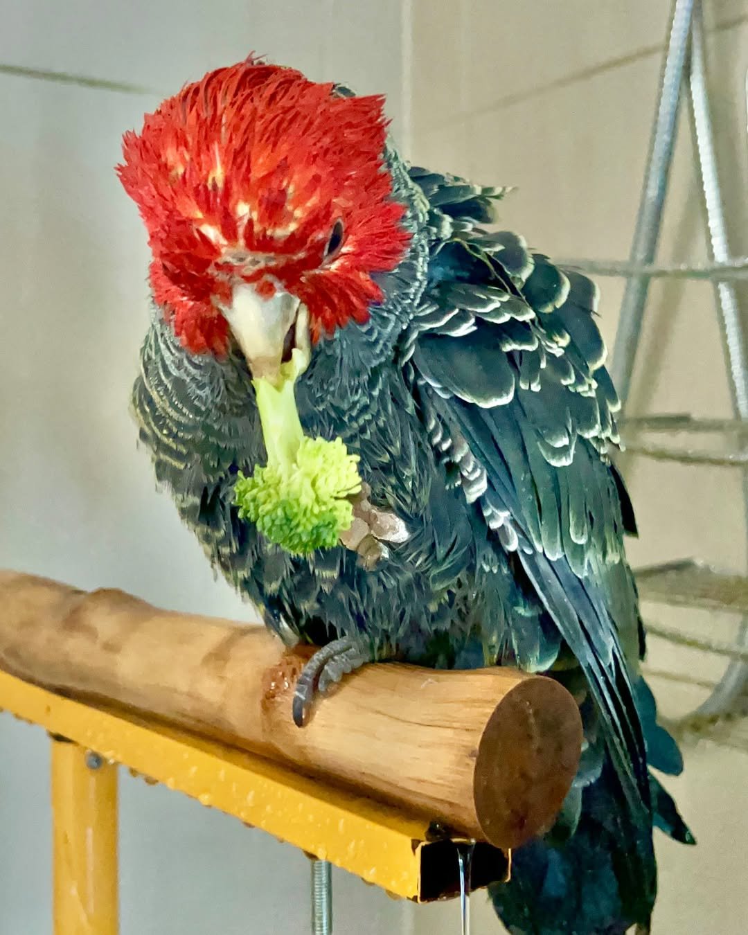 Cockatoo Parrots For Sale in Louth