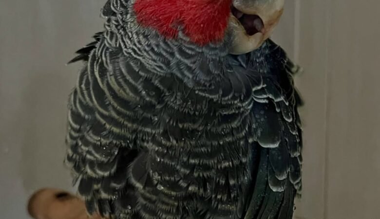 Cockatoo Parrots For Sale in Longford, Leinster