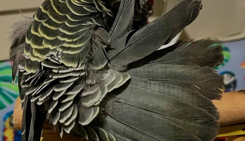 Cockatoo Parrots For Sale in Meath, Leinster