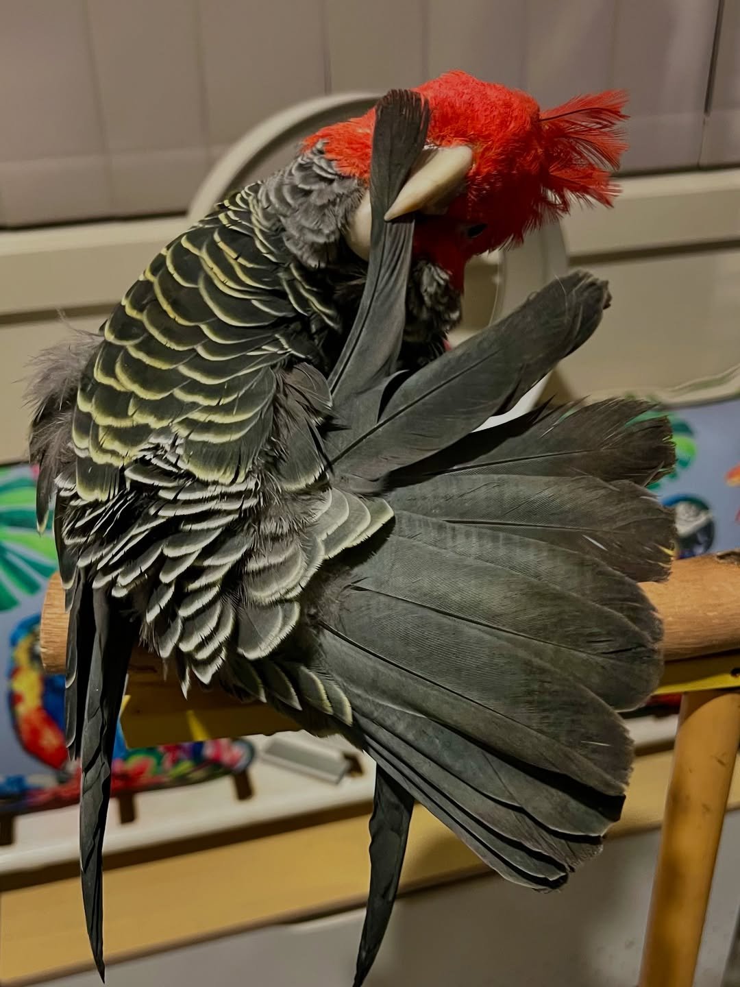 Cockatoo Parrots For Sale in Meath