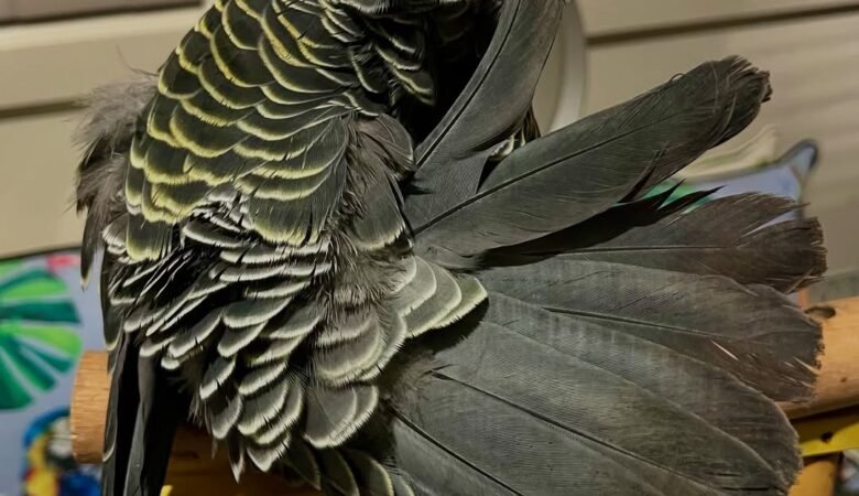 Cockatoo Parrots For Sale in Kilkenny, Leinster