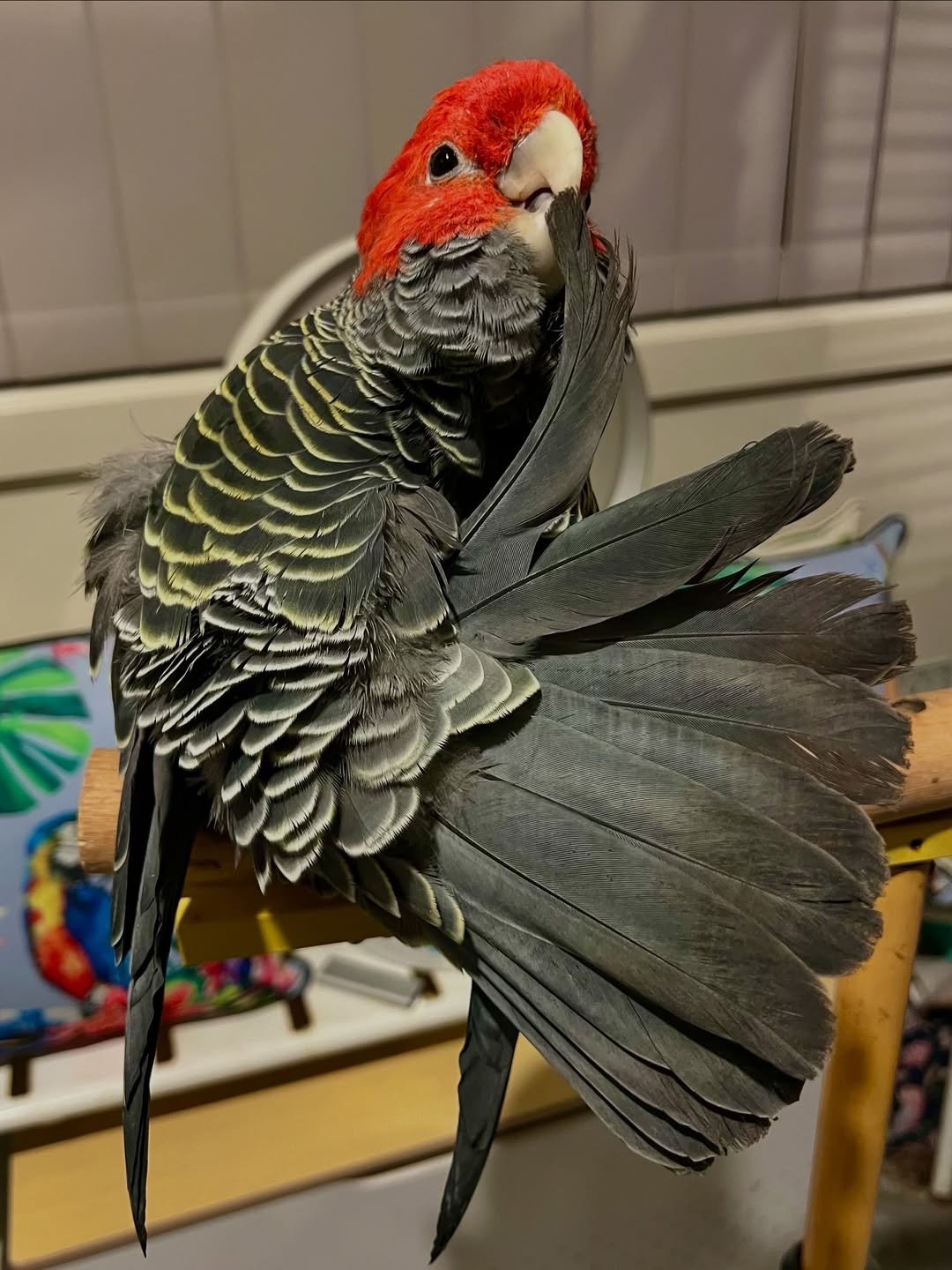 Cockatoo Parrots For Sale in Kilkenny