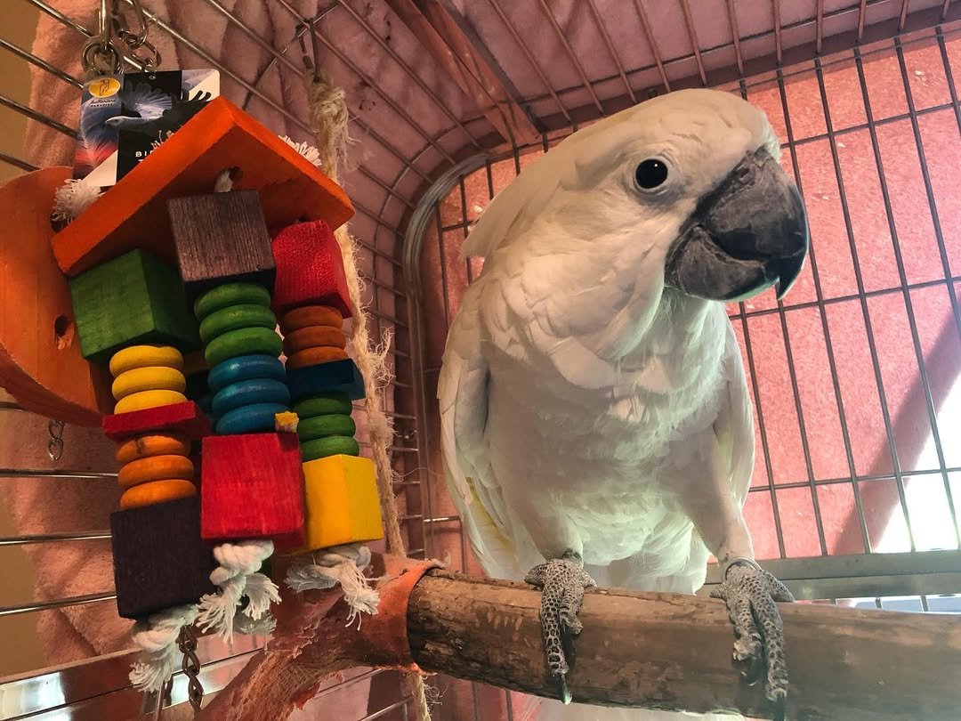 Cockatoo Parrots For Sale in Wicklow
