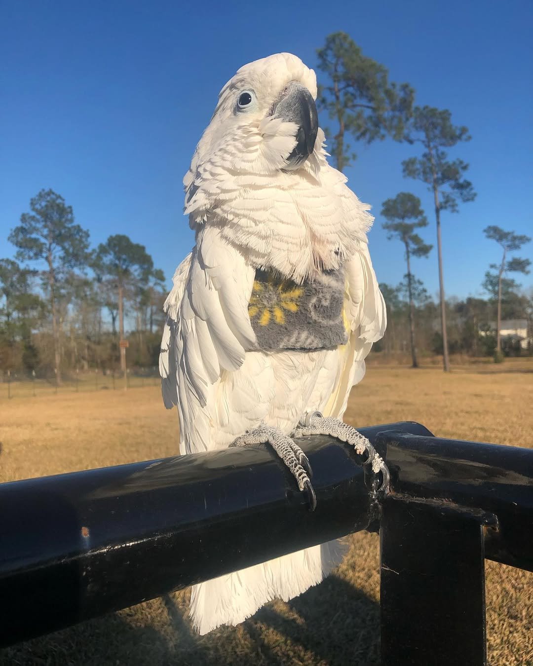 Cockatoo Parrots For Sale in Westmeath