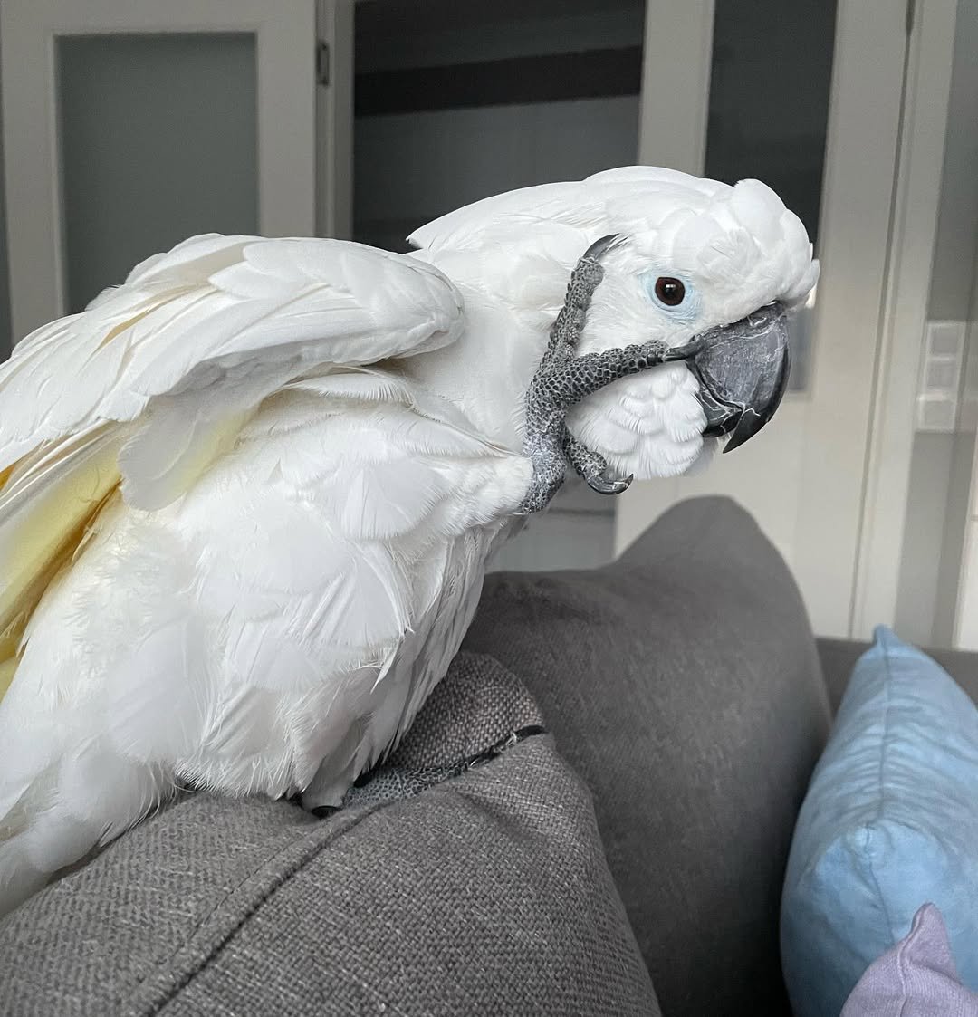 Cockatoo parrots for sale in Dunedin City