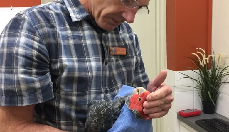 Cockatoo parrots for sale in Mackenzie District, New Zealand