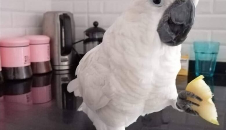 Cockatoo Parrots for sale in Mississauga Ontario