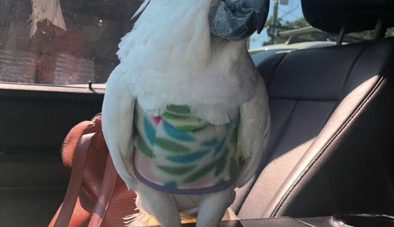 Cockatoo Parrots for sale in Longueuil Quebec