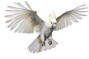 Cockatoos for sale in Florida