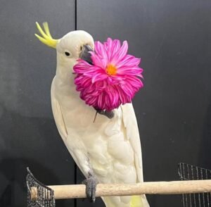 Cockatoos for sale in Indiana
