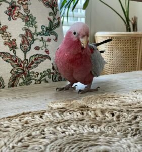 Cockatoos for sale in Hawaii
