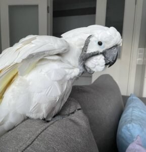 Cockatoos for sale in Michigan
