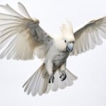 What legal permits and environmental documentation do I need to verify when purchasing a cockatoo in Mexico?