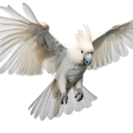 What paperwork should I expect when working with cockatoo parrot breeders in France?