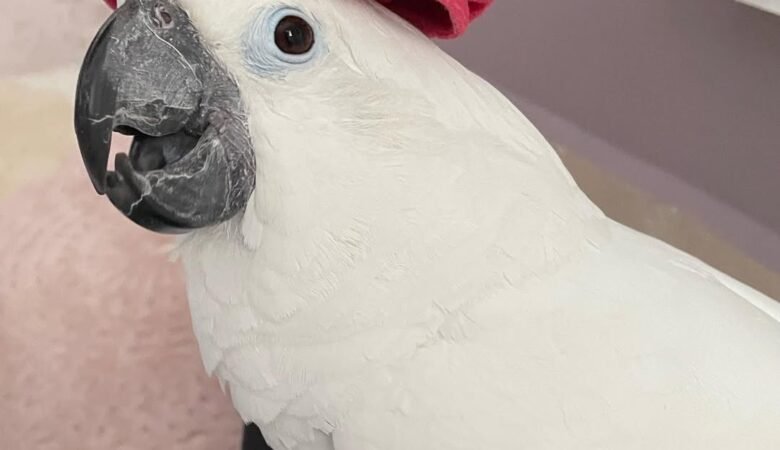 Cockatoo Parrots for Sale in Alameda, CA