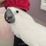 What should I look for when evaluating Cockatoo Parrot Breeders in New Jersey?