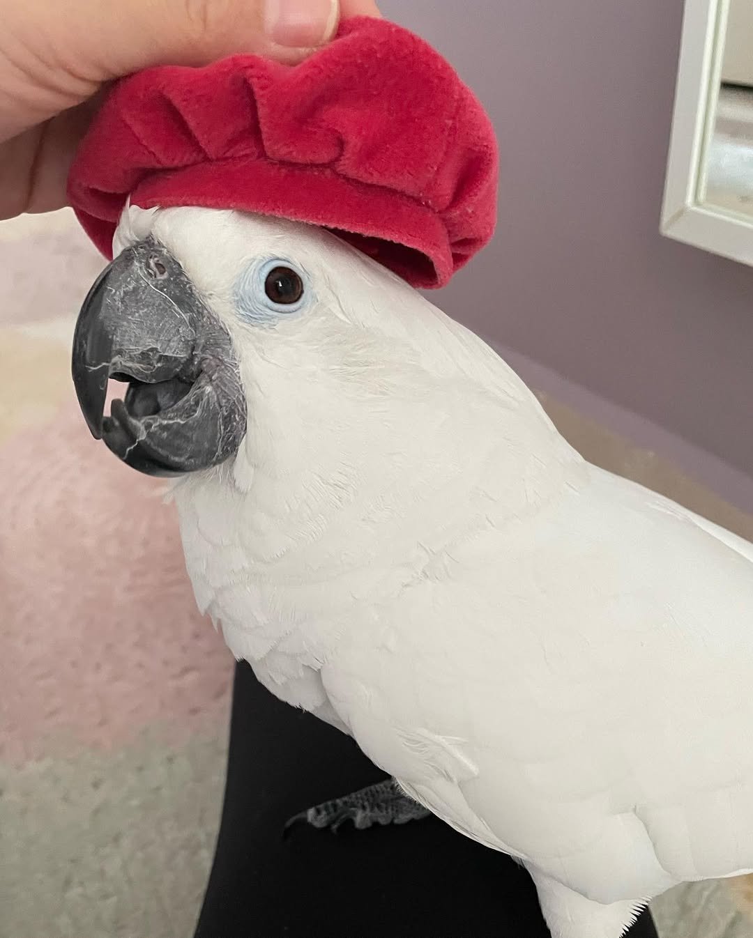 Essential Cockatoo Training Tips