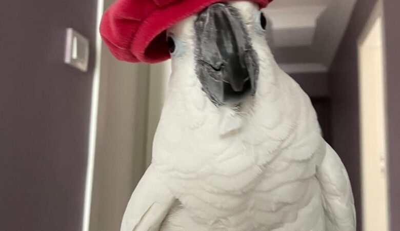 Cockatoo Parrots for Sale in Colusa County, CA