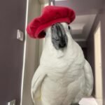 What essential documentation should I request from cockatoo parrot breeders in Germany?