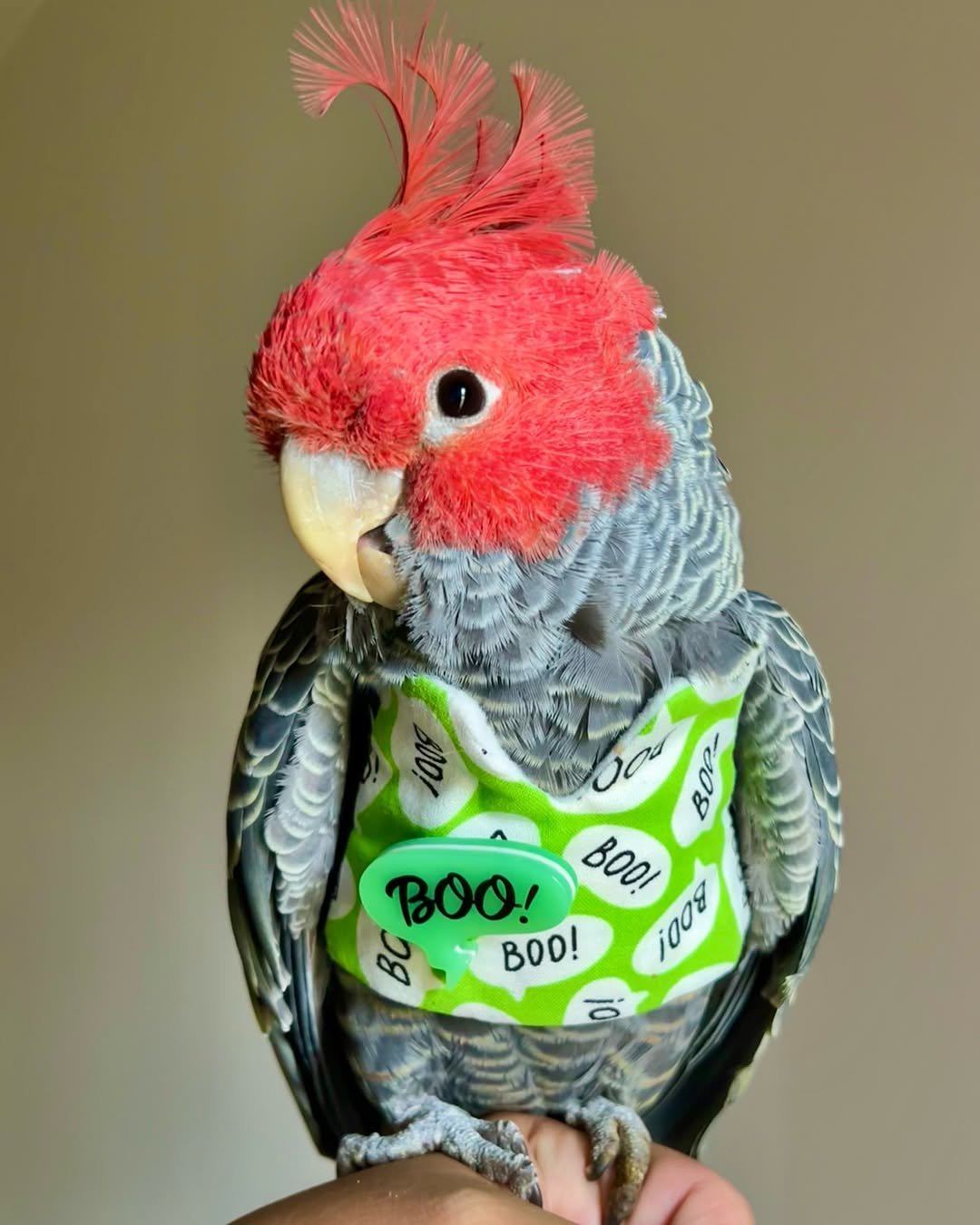 Can cockatoos eat fruits and vegetables