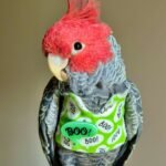What should I look for when evaluating cockatoo parrot breeders in New Zealand to ensure I am getting a healthy, well-socialized bird?
