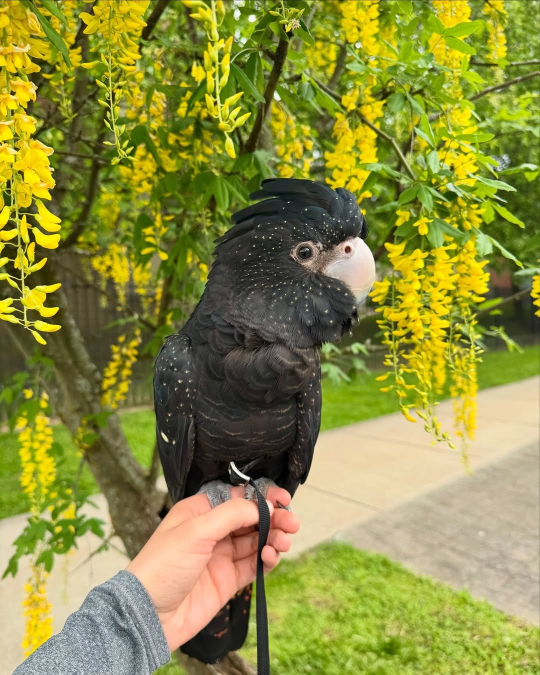 Cockatoo Parrots for Sale in Tulare County