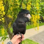 How can I tell if my cockatoo's screaming is caused by separation anxiety or boredom?