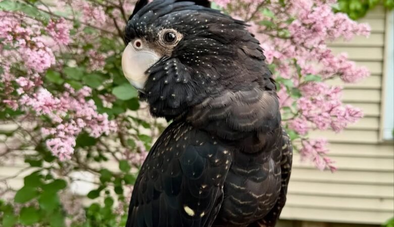 Cockatoo Parrots for Sale in Amador County, CA