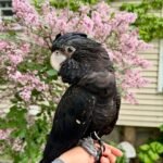 Is there any way to completely eliminate a cockatoo's screaming behavior?