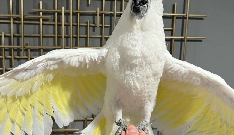 Cockatoo Parrots in New Jersey